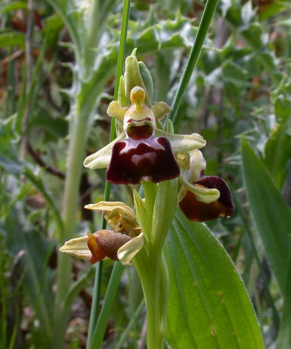 Flora corsa